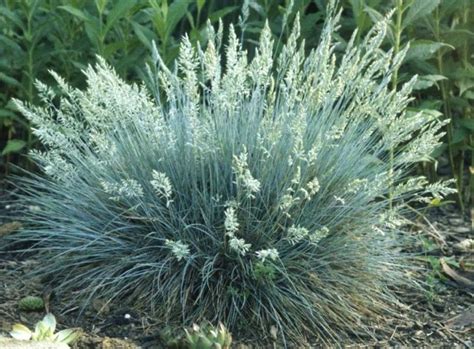 Festuca 'Elijah Blue' Fescue Grass - Hello Hello Plants