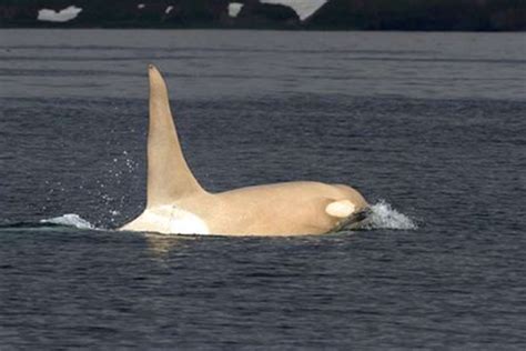 White Wolf : Extremely Rare All-White Orcas Sighted Off The Russian Coast