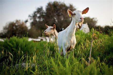 Farm Goat Animal In Spring Green Grass by Gege Gatt (www.gegegatt.com)