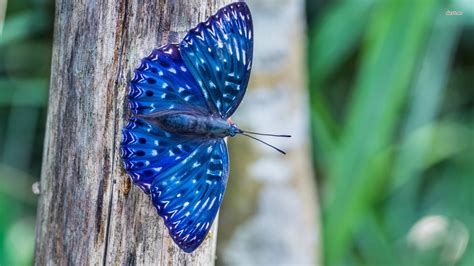 Blue Butterfly Wallpaper HD | PixelsTalk.Net