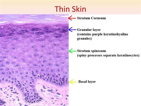 Layers Of Epidermis Histology