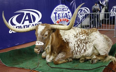 Texas Longhorns mascot BEVO XIV retiring after cancer diagnosis