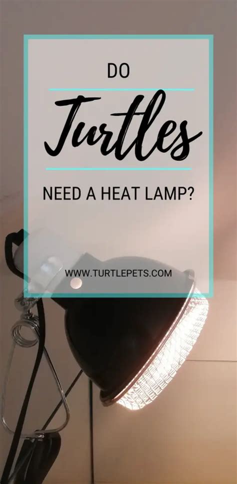 Do Turtles Need A Heat Lamp? Heat LAMP OFF at night? | TurtlePets