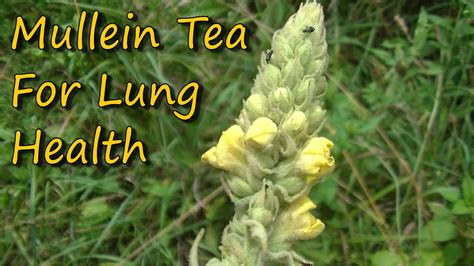 Easy To Make & Healthy Mullein Tea - YouTube