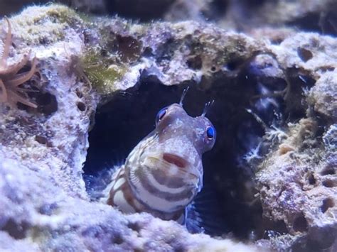 Lawnmower Blenny: Care Guide, Breeding, Tank Size & Disease