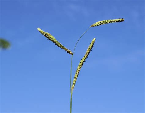 Paspalum dilatatum (Dallisgrass, Dallis Grass, Paspalum, Sticky heads ...