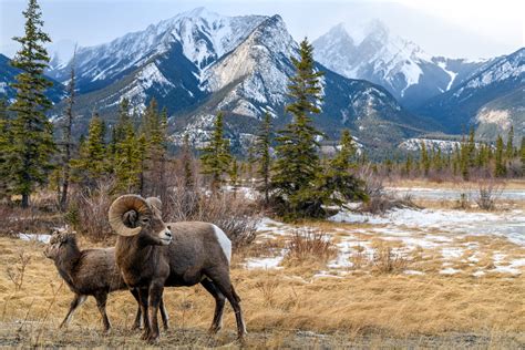 Alpine Wildlife in Colorado | About Wildlife