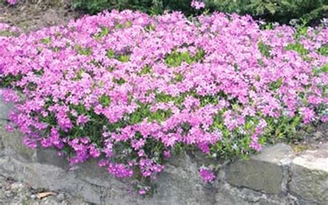 Pink Creeping Phlox - 1 Gallon (Free Shipping) - Groundcover, Perennial ...