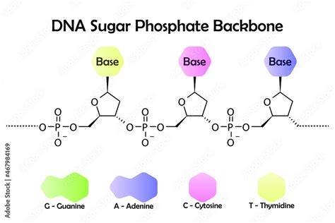 Diagram showing molecular structure of DNA sugar phosphate backbone Stock Vector | Adobe Stock