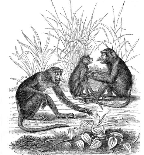 proboscis monkey illustration - Classroom Clip Art