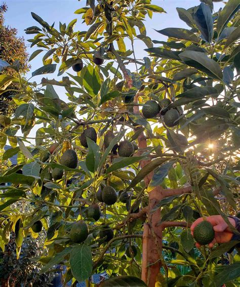 How to Grow Avocados: Tree Varieties, Climate, Planting & Care ~ Homestead and Chill