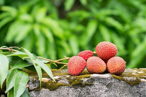 Lychee Tree Pruning: How And When To Cut Back A Lychee Tree | Gardening Know How