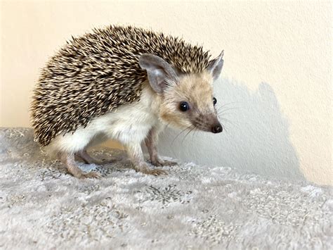 Long-Eared Hedgehog - Profile | Facts | Traits | Baby | Pet | Diet ...