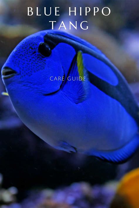 Blue tang fish care guide: size, facts, photos, tank mates