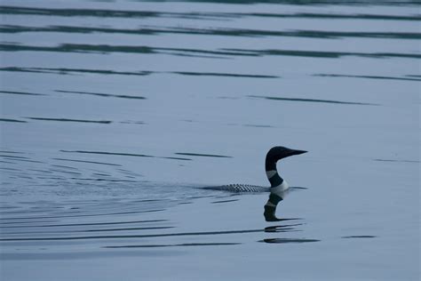 What Birds Swim Underwater? More Than You'd Think! - Jake's Nature Blog