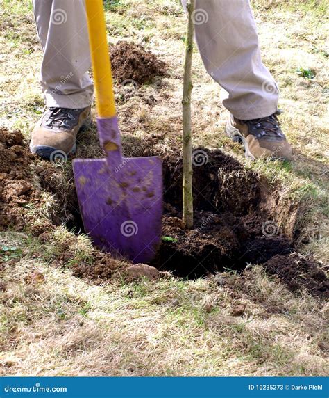 Planting Sapling Tree Stock Photos - Image: 10235273