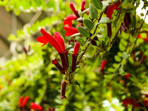 Aeschynanthus Lipstick Vine Info: How To Care For A Lipstick Plant