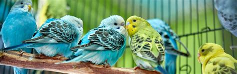 Birds Available For Sale - Petland Janesville, Wisconsin