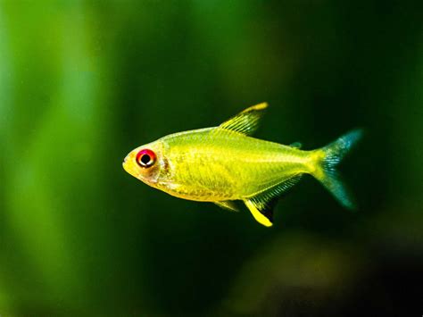 Lemon Tetra Care: Tank Size, Food, School & Breeding - Fish Laboratory