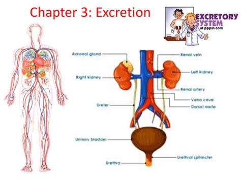 excretion in plants