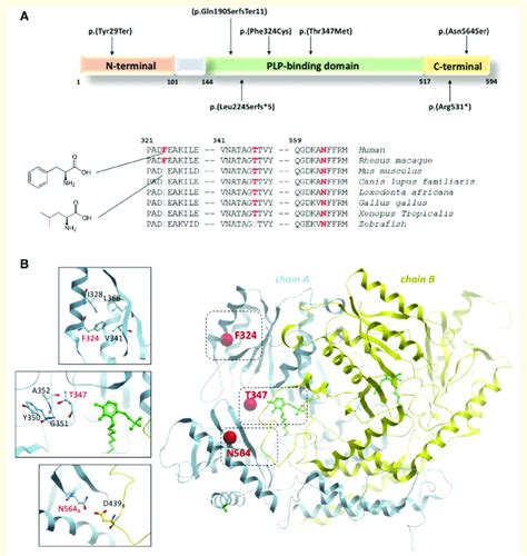 Schematic and cartoon representation of GAD1. (A) Schematic ...