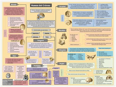 Mapa Conceptual De Huesos Del Craneo Udocz | The Best Porn Website