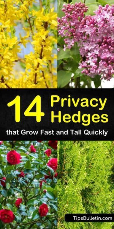 Fast growing privacy plants for use near your home – TopsDecor.com