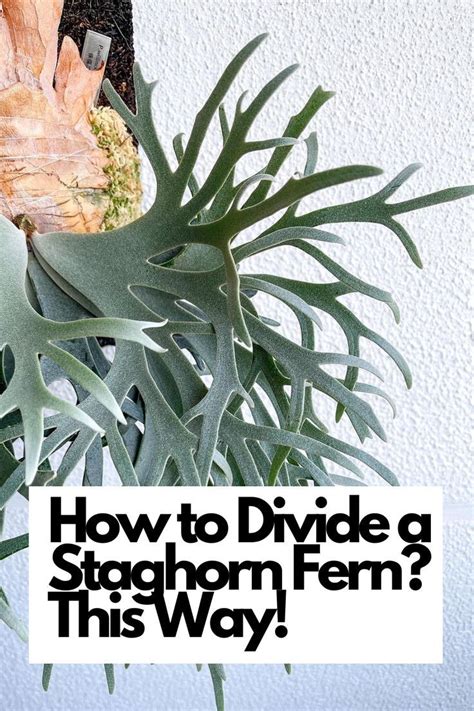 Multiply Your Staghorn Fern: Learn the Art of Dividing and Propagating ...