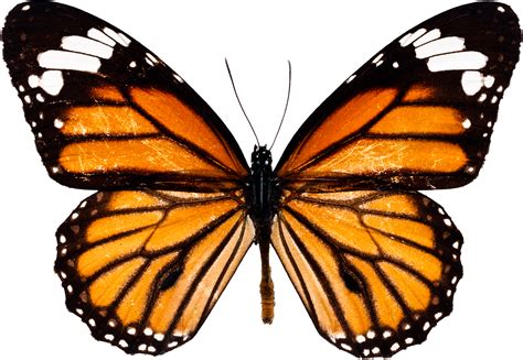 Butterfly Download Images Free PNG Transparent Background, Free ...