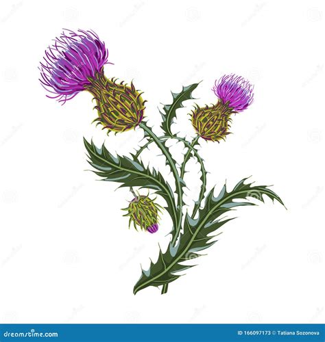 Hand Drawn Composition of a Thistle Flower. Milk Thistle Isolated on ...