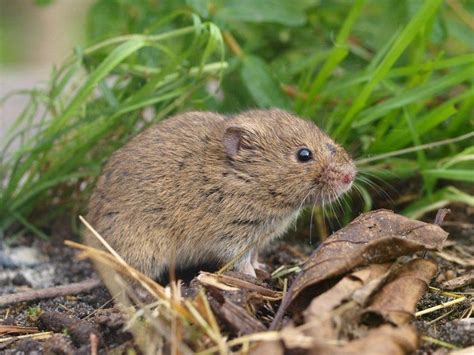 Common vole - Alchetron, The Free Social Encyclopedia