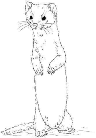 Long-tailed weasel standing Coloring page | Free Printable Coloring Pages | Pencil drawings of ...