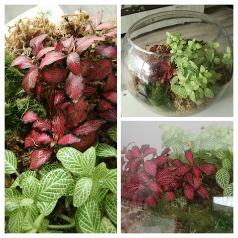 My fittonia terrarium : r/houseplants