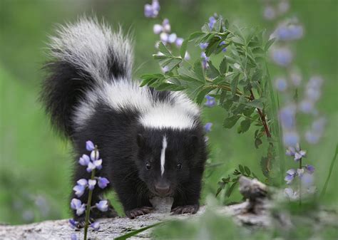 Striped Skunk Kit Photograph by Tim Fitzharris - Fine Art America