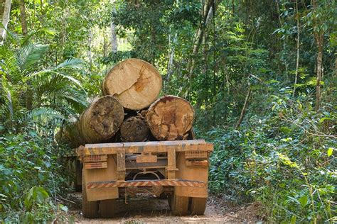 Is Tropical Sustainable Logging Possible? | JSTOR Daily