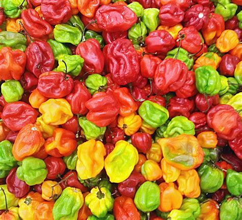 Habanero Pepper - Capsicum chinense | North Carolina Extension Gardener Plant Toolbox