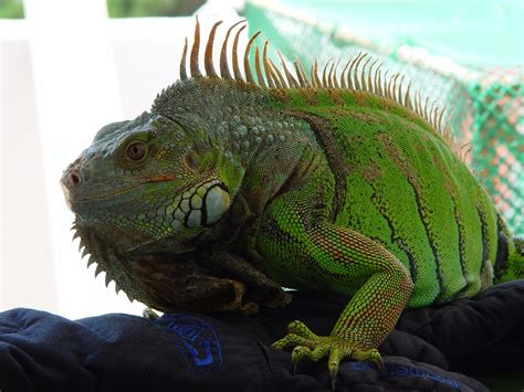 About Iguana | Iguana Guide | Iguana Tips: A Healthy Giant Green Iguana like no other