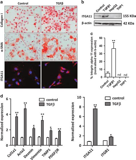 Increased ITGA11 expression in human hepatic stellate cells following... | Download Scientific ...