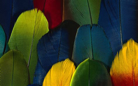 Feather colorful wallpaper Wallpapers - HD Wallpapers 85545