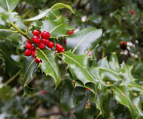 Uncovering the Unique and Different Types of Holly Bushes