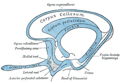 Indusium griseum - Alchetron, The Free Social Encyclopedia