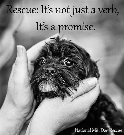 Rescue Dog Poems And Quotes. QuotesGram