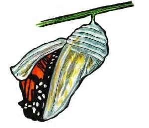 Butterfly Cocoon Drawing | Free download on ClipArtMag