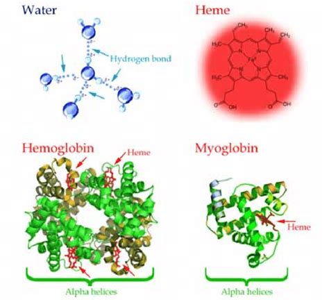 [DIAGRAM] Structure Of Myoglobin Diagram - MYDIAGRAM.ONLINE