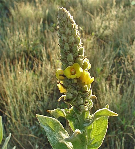 Common Mullein: Stunning Photos of the 'Flannel Leaf' Plant | Live Science