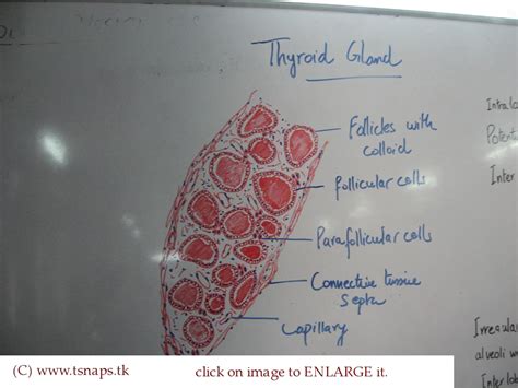 Histology Of The Thyroid Gland