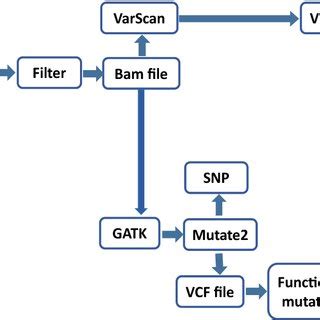 Whole exome sequencing analysis flowchart | Download Scientific Diagram