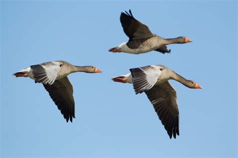 How to Photograph Ducks, Geese and Other Wildfowl | Nature TTL