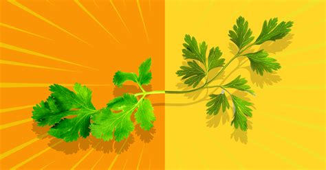 Parsley vs. Cilantro: Taste, Health Benefits, and Recipes