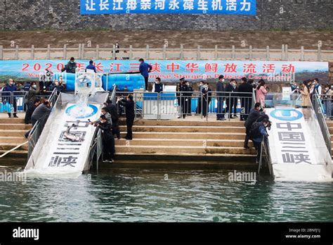 Staff work to set 10000 Chinese Sturgeons of the second generation free ...